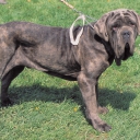 Mastino Napoletano